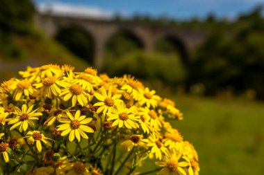 Ragwort Flower Cluster (Senecio jacobaea) on a Hot British Summer with Greenery and Headstone Viaduct in the Background clipart