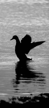 Dramatic Swan Silhouette on a Reflecting Lake clipart