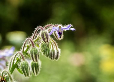 Kıllı tomurcukları ve canlı yeşil arkaplanı olan Borage Çiçeği Yakın plan