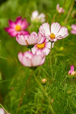 Pink Rimmed Cosmos Flowers in Full Bloom with Lush Green Background clipart