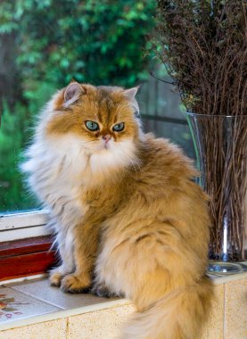 Adorable Golden British Longhair Queen Cat by the Window clipart