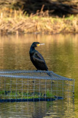 Cormorant Resting on a Cage in a Serene Golden Lake clipart