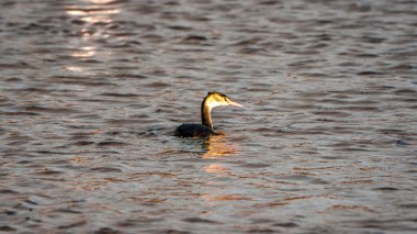 Graceful Grebe Swimming in Rippling Waters clipart