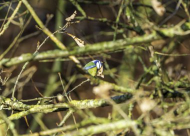 Blue Tit Perched on Branches in a Sunlit Woodland
