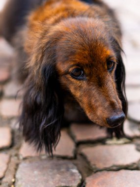 Samimi Uzun Saçlı Dachshund Kırsal bir kaldırım taşının üzerinde yalvaran gözler