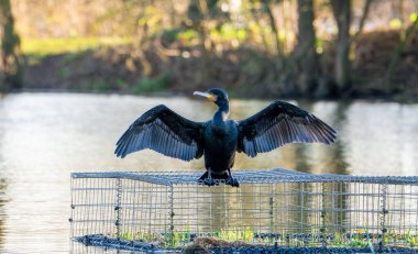 Cormorant Drying Its Wings on a Cage by a Tranquil Lake clipart