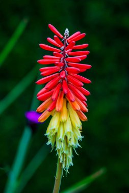 Canlı Meşale Zambağı (Kniphofia) Ateşli Kırmızı-Turuncu ve Sarı Çiçekler Koyu Yeşil Arkaplanda