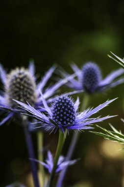 Dikenli Yapraklar ve Canlı Yeşil Arkaplanlı Yumuşak Odaklı Doğadaki Mavi Deniz Holly Çiçekleri