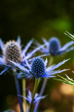 Striking Blue Sea Holly Flowers in Soft-Focused Nature with Spiky Petals and Vibrant Green Backdrop clipart