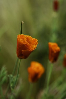 Açık Turuncu Kaliforniya gelinciği Yumuşak Yeşil ve Sarı Tonlu Rüya Çayırında