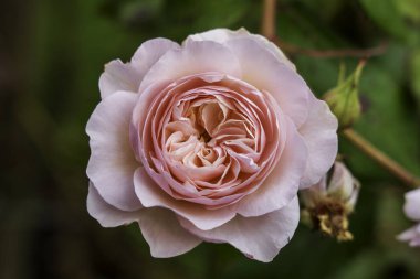 Soft Blush Pink English Rose in Full Bloom  Romantic Floral Macro Photography with Elegant Petal Detail