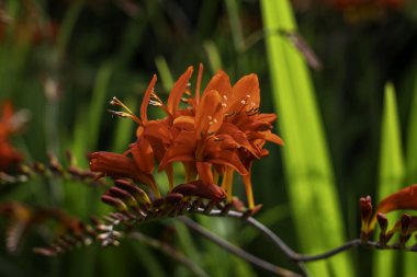 Işıl ışıl turuncu Crocosmia Çerçevelenmiş gür yeşil yapraklar