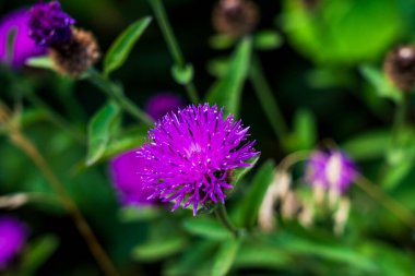 Canlı Yaygın Knapweed 'in (Centaurea nigra) Yakından Çiçek Yeşiller Çayırında Çiçek Açar