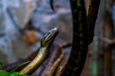 Captivating Close-Up of a Carpet Python (Morelia spilota) Amid Naturalistic Habitat and Textured Background clipart