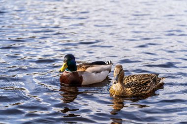 Bir çift Mallard Ördeği (Anas platyrhynchos) Doğal Yaşam Alanında Dalgalı Mavi Su Üzerinde Yüzüyor