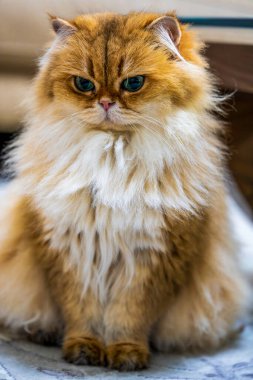 Zarif NY11 Kadın Uzun Saçlı İngiliz Kedi Lüks Altın Kürklü ve Yeşil Gözlü Yakın Çekim Portresi