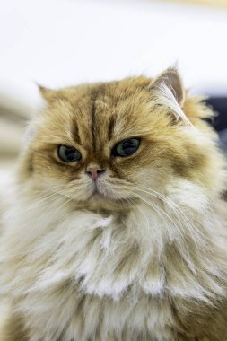 Zarif NY11 Kadın Uzun Saçlı İngiliz Kedi Lüks Altın Kürklü ve Yeşil Gözlü Yakın Çekim Portresi