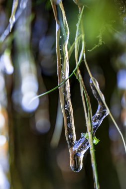 Intricate Icicles Encasing Grass Blades with a Background of Soft Bokeh and Natural Light in a Stunning Winter Macro Shot clipart