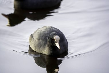 Eurasian Coot Gliding on Calm Waters with a Mirrored Reflection and a Hint of Natural Serenity clipart