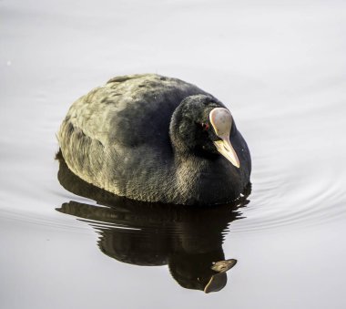 Close-Up of a Eurasian Coot Reflecting on Calm Waters with Subtle Ripples clipart