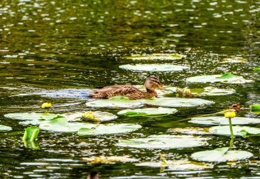 Tranquil Mallard Duck Among Lily Pads and Reeds in a Serene Aquatic Habitat clipart