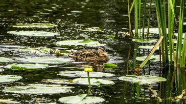 Sükunet Mallard Ördeği Lily Ped ve Sazlıkların Arasında Serene Sucul Habitatında