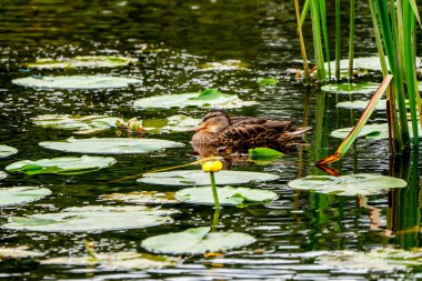 Sükunet Mallard Ördeği Lily Ped ve Sazlıkların Arasında Serene Sucul Habitatında