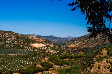 Scenic Hills of Iznjar with Verdant Olive Groves and Rolling Andalusian Landscape
