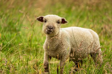 Adorable Lamb Standing in Lush Green Meadow, A Portrait of Rural Charm and Innocence clipart