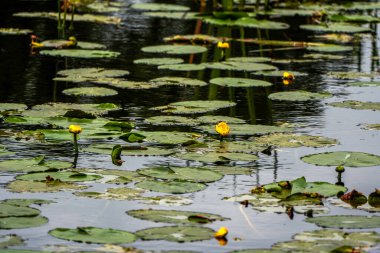 Sarı Zambaklı ve Yansıtıcı Yapraklı Sakin Gölet Doğal Sulama Alanında Yapraklar