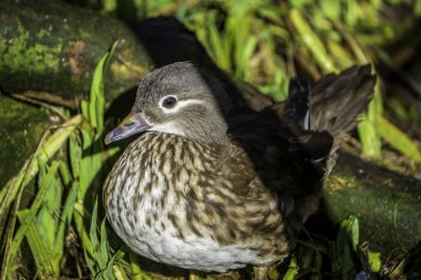 A gentle female Mandarin duck nestles near mossy logs in the sunlit grass, showcasing earthy tones that harmonize with the vibrant wetland around her clipart