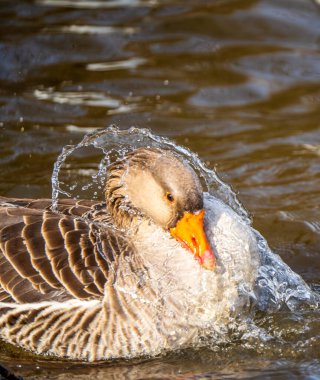 Gri-lag kaz (Anser anser) yoğun bir şekilde tüylerinin etrafına su sıçratarak parıldayan berraklığı yakalayan damlacıklardan oluşan bir yay oluşturur.