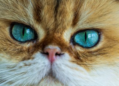 A captivating close-up of a naughty ny11 British Longhair cat reveals luminous emerald eyes and plush golden fur in a quiet moment of regal curiosity