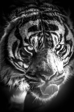 Bir Sumatra kaplanının (Panthera tigris sondaica) yüksek kontrastlı ışıkta yakalanmış siyah ve beyaz portresi keskin gözleri ve karmaşık çizgileri ortaya çıkarır.