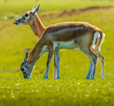 İki Goitered Ceylanı (Gazella subgutturosa) hafif güneş ışığı altında canlı yeşil bir yamaçta huzur içinde otlar.