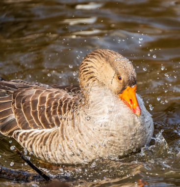 Bir Greylag Kaz 'ı (Anser anser) güçlü bir şekilde bir gölete sıçrar, parlak gün ışığında tüylerinden damlacıklar süzülür.