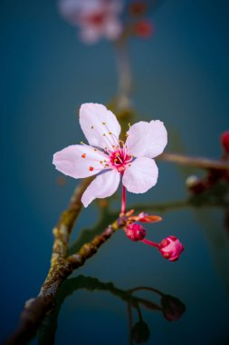 Çiçekli bir kiraz eriği (Prunus cerasifera) üzerine makro bir perspektif narin pembe yapraklar ve koyu bir dal üzerinde açılmamış tomurcuklar ile çiçek açar