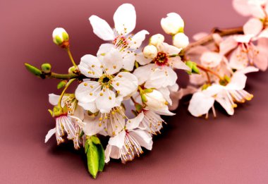 Gül renginde bir yüzeye yerleştirilmiş kiraz eriği (Prunus cerasifera) çiçekleri, hassas taç yaprakları ve tomurcukları ayrıntılı olarak ortaya çıkarır.