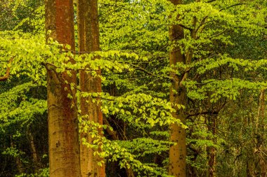 Parlak kayın yaprakları (Fagus sylvatica) yumuşak bahar ışığı ile süslenmiş, huzurlu bir İngiliz ormanlık alanı boyunca katmanlı katmanlarda hayranlar