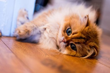 Şirin bir NY11 İngiliz Uzun Saçlı kedisi sıcak ahşap bir zeminde uzanmış, peluş altın kürkünden ve parlak, meraklı gözlerinden usulca bakıyor.