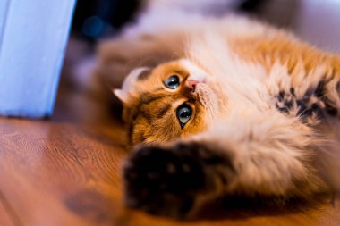 Lüks bir NY11 İngiliz Uzun Saçlı, sıcak ahşap bir zeminde uzanır, parlak yeşil gözlerle rüya gibi bakar ve neşeli bir pençe davetiyle