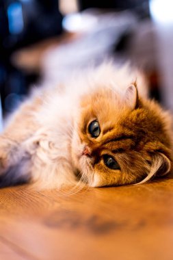 Lüks bir NY11 İngiliz Uzun saçlı sıcak ahşap bir zeminde uzanır, yumuşak kürkü rüya çerçeveli ve anlamlı, davetkar gözler