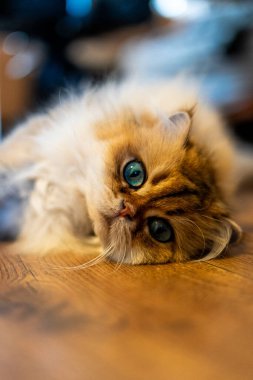 Lüks bir NY11 İngiliz Uzun saçlı sıcak ahşap bir zeminde uzanır, yumuşak kürkü özenli bir bakış ve etkileyici, davetkar gözler.