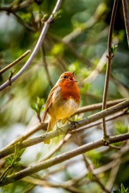 Bir Avrupalı Robin (Erithacus rubecula) tomurcuklanan bir dala tünemiş, canlı bir ilkbahar gösterisinde kalbini dışarı çıkararak şarkı söyler
