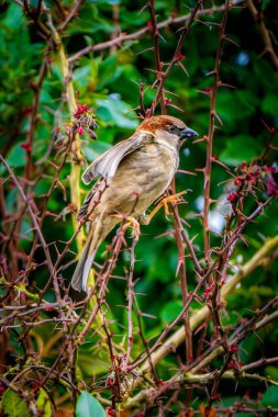 Yaygın serçe (Passer domesticus) dikenli çalıların arasına tüneyerek zorlu bir doğal ortamda direnç gösterir.