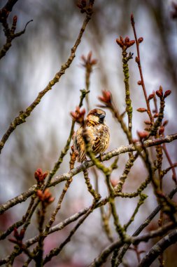Bir Ev Serçesi (Passer domesticus) tomurcuklanan dalların üzerine tünemiş, kahverengi tüylerini bastırılmış ilkbahar gökyüzü ile harmanlayarak