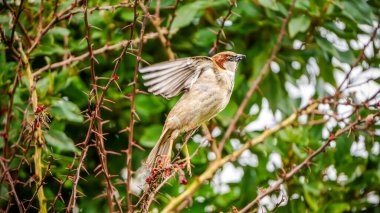 Bir Ev Serçesi (Passer domesticus) dikenli dallar arasında bir kanat çırpar, canlı bir çalılıkta parlak bir bakış açısı ortaya çıkarır.