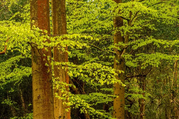 Parlak kayın yaprakları (Fagus sylvatica) yumuşak bahar ışığı ile süslenmiş, huzurlu bir İngiliz ormanlık alanı boyunca katmanlı katmanlarda hayranlar