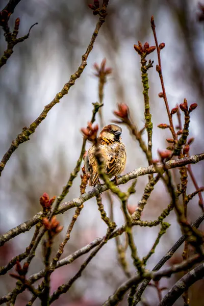Bir Ev Serçesi (Passer domesticus) tomurcuklanan dalların üzerine tünemiş, kahverengi tüylerini bastırılmış ilkbahar gökyüzü ile harmanlayarak
