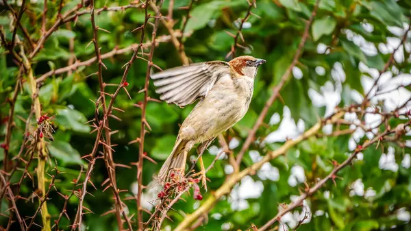 Bir Ev Serçesi (Passer domesticus) dikenli dallar arasında bir kanat çırpar, canlı bir çalılıkta parlak bir bakış açısı ortaya çıkarır.
